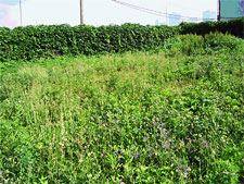 photo: Cabrini Green