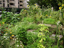 photo: Clinton Avenue Garden