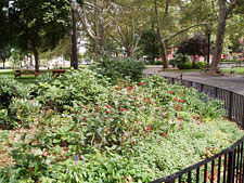 photo: Coffey Park