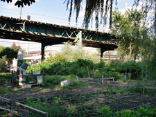 photo: East New York Farms! UCC Youth Garden