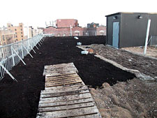 photo: Fordham-Bedford Housing Corporation Green Roof