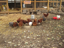 photo: immani 2 community garden photo: immani 2 community garden