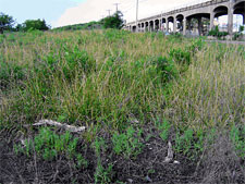 photo: Vacant lots in the Rockaways