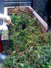 photo: Target East Harlem Garden