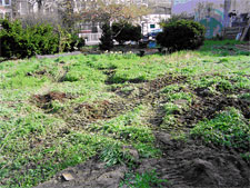 photo: TNT garden