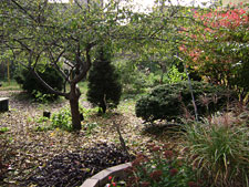 photo: T&T Vernon Block Association Garden