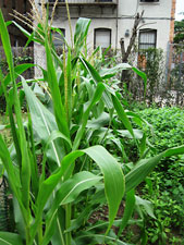 photo: Jefferson Street Garden