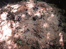 photo: Woodbine Block Association Garden