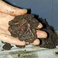 photo: Seperate the Worms