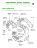 click to open pdf