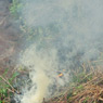 Brush fire