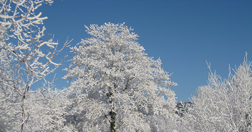 Snow on trees