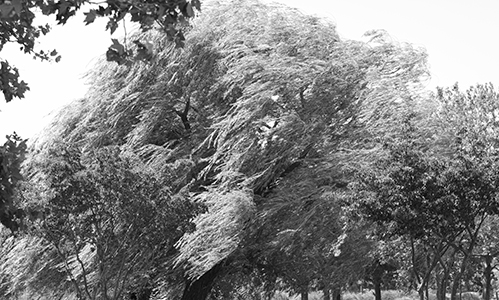 wind