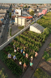 Brooklyn Grange Farm