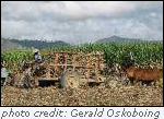 Photo of Sugar Cane