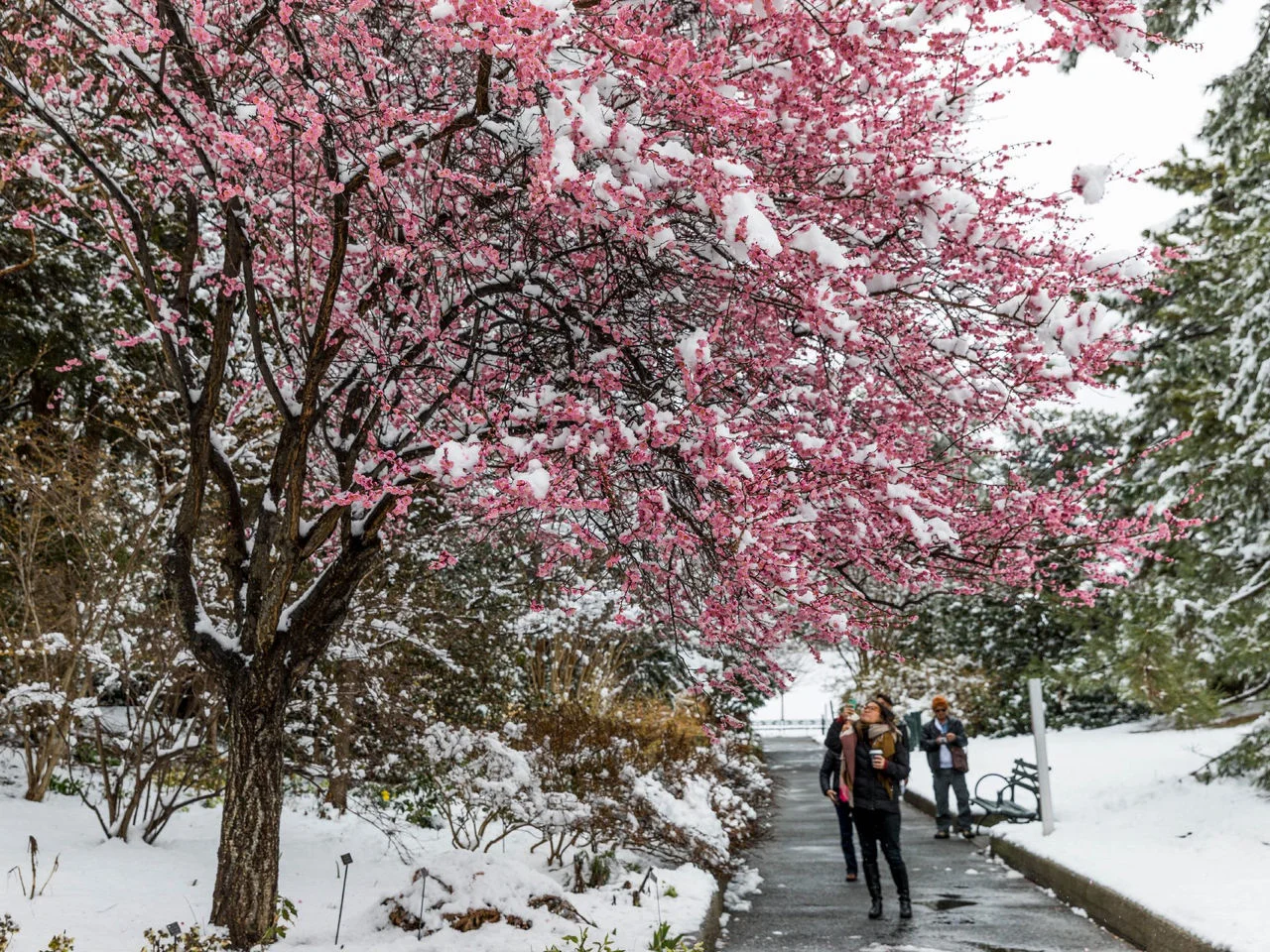 a cherry blossom through the snow over the pavement, people who pass by are enjoying it.