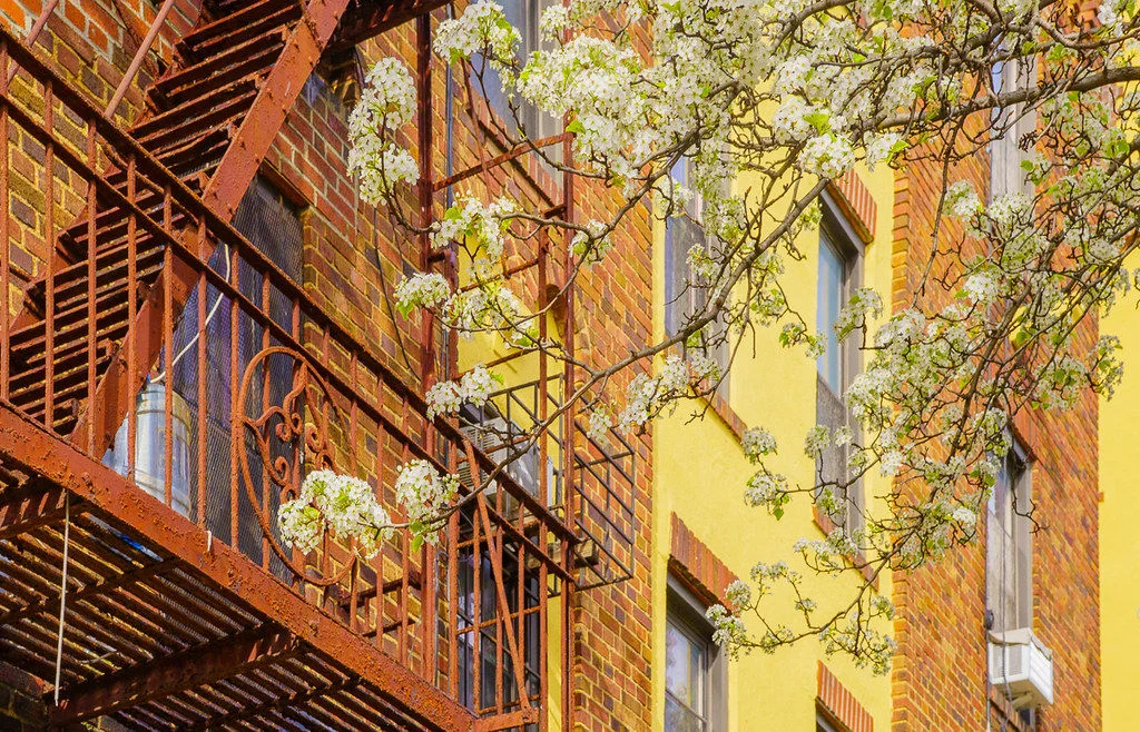 White flowers on tree in front of brick building.