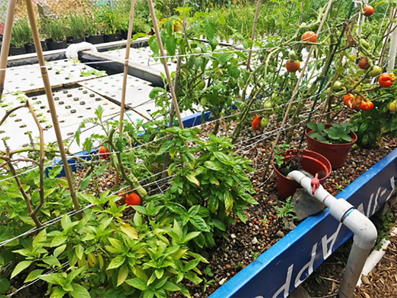 Vegetables and herbs growing in aquaponics system at Oko Farms in Brooklyn, NYC. Courtesy of Department of City Planning.