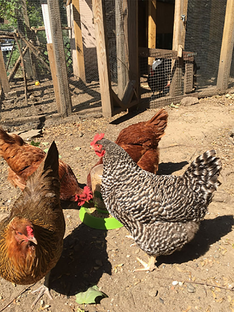 Chicken's eating around backyard coop, Staten Island. Image courtesy of Staten Island resident Lenny Librizzi.