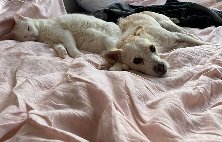 a cat and a dog lying on bed
                                           