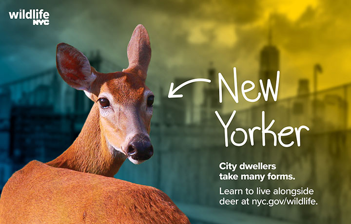 Image of a deer with the words New Yorke and a white arrow pointing in its direction drawn next to it. Additional text reads City dwellers take many forms. Learn to live alongside deer at nyc.gov/wildlife.
                                           