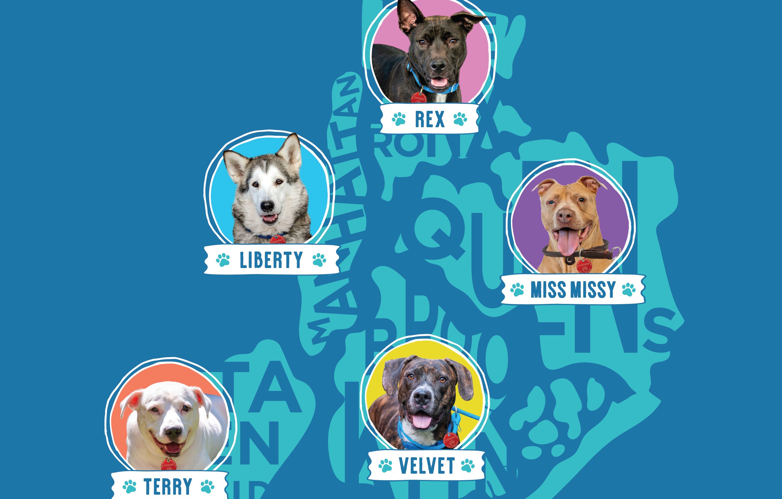 Graphic featuring the faces of five big dogs set against an outline of the five boroughs. The text reads: 'New York is a big city, and we've got some big dogs. Literally. Adopt or foster a big 