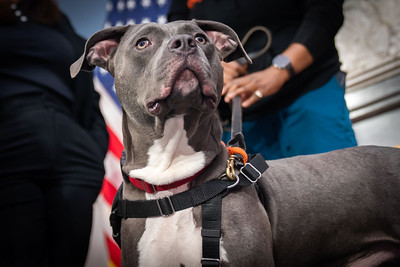 Photo of a large dog on a leash looking up, with an American flag in the background.
