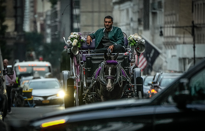 A horse pulls a carriage and its driver in NYC traffic.
                                           