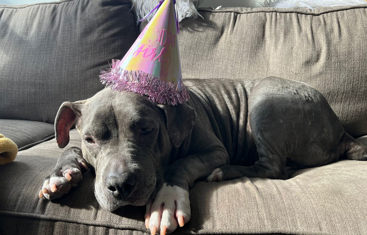 a dog is laid down on the couch
                                           