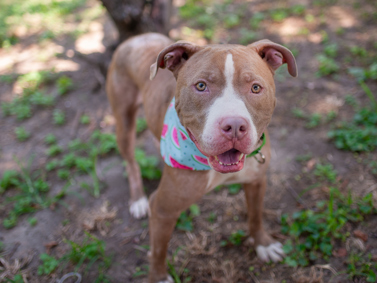Photo of a brown and white dog wearing a bandana outside