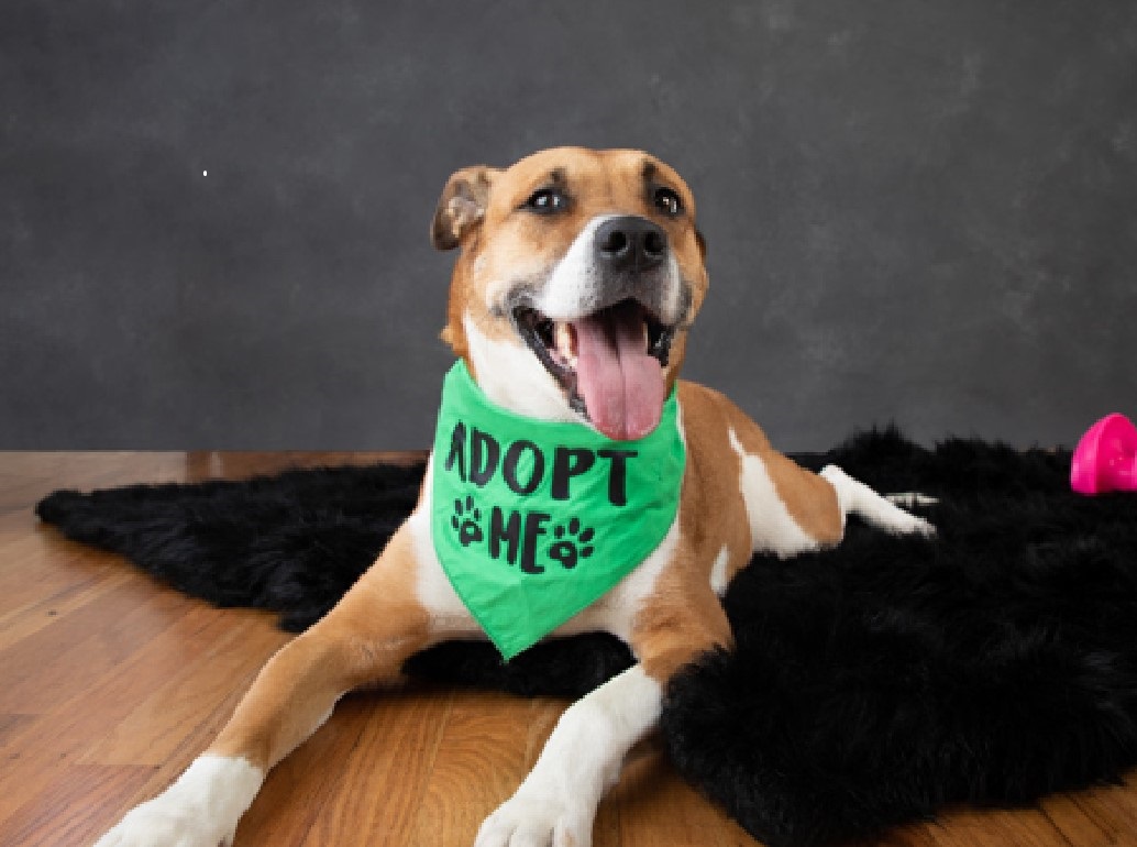 Photo of a dog wearing a bandana that says Adopt Me