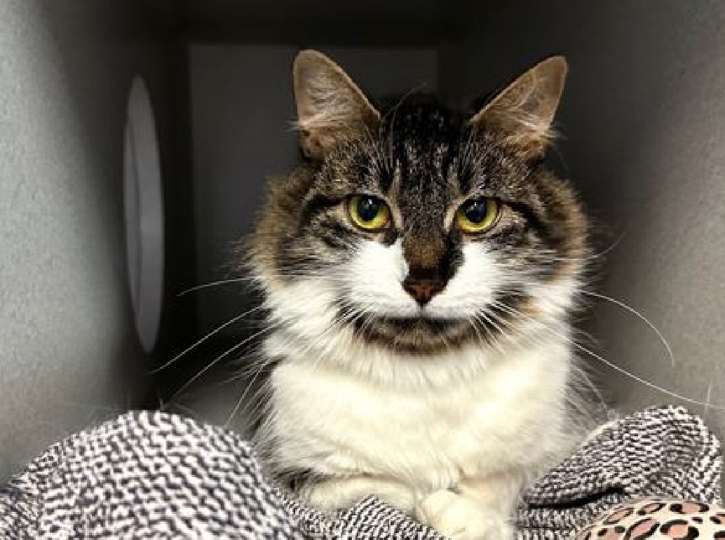 photo of a cat looking directly at the camera