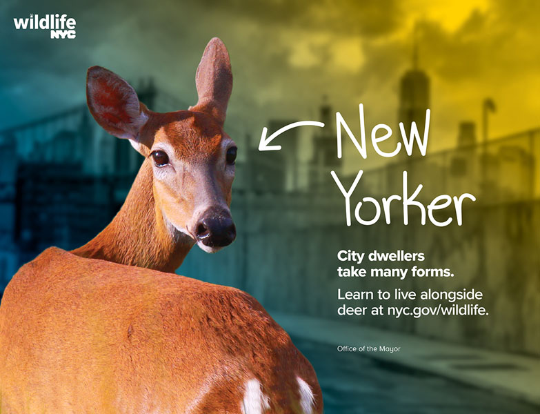 Image of a deer with the words New Yorke and a white arrow pointing in its direction drawn next to it. Additional text reads City dwellers take many forms. Learn to live alongside deer at nyc.gov/wildlife.