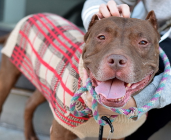 Photo of a dog (Zion, available for adoption) wearing a sweater