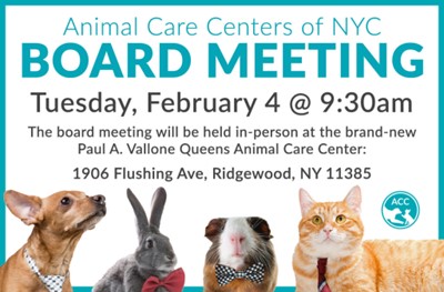 Photos of a dog, rabbit, guinea pig, and cat accompanying text announcing the Animal Care Centers of NYC Board Meeting on Tuesday, February 4 at 9:30 am in-person at the new Paul A. Vallone Queens Animal Care Center, 1906 Flushing Ave., Ridgewood, NY 11385.
