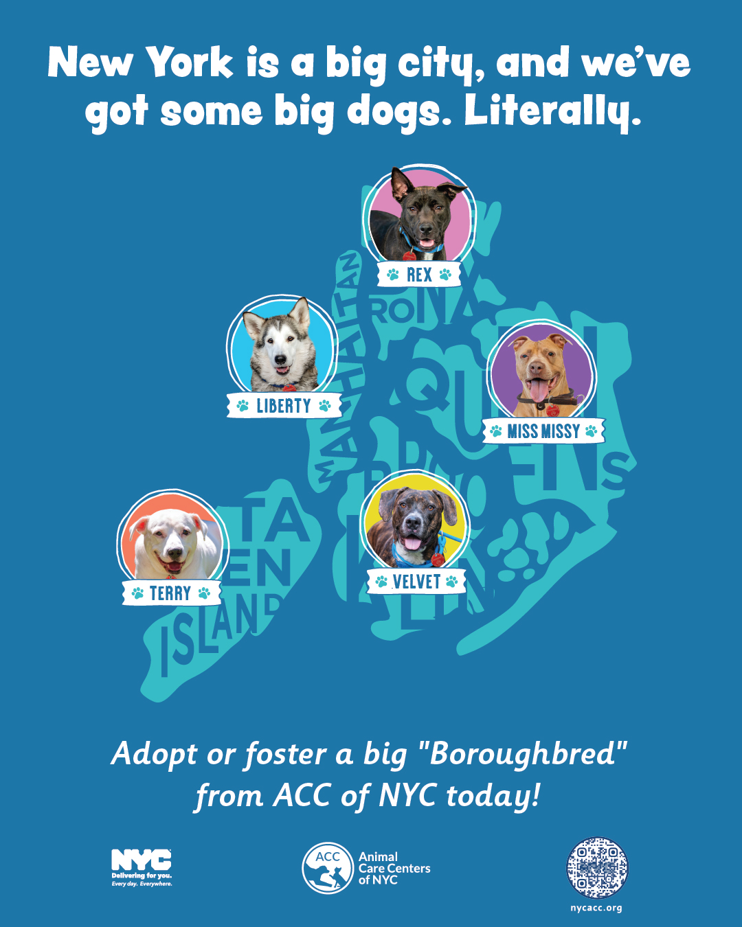 2.	Graphic featuring the faces of five big dogs set against an outline of the five boroughs. The text reads: 'New York is a big city, and we've got some big dogs. Literally. Adopt or foster a big "Boroughbred" from ACC of NYC today!