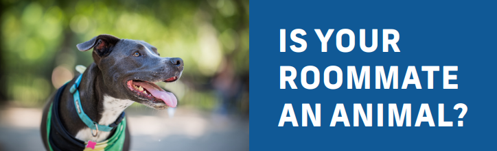 1.	Photo of a large, happy dog outside next to the words “Is Your Roommate an Animal?”