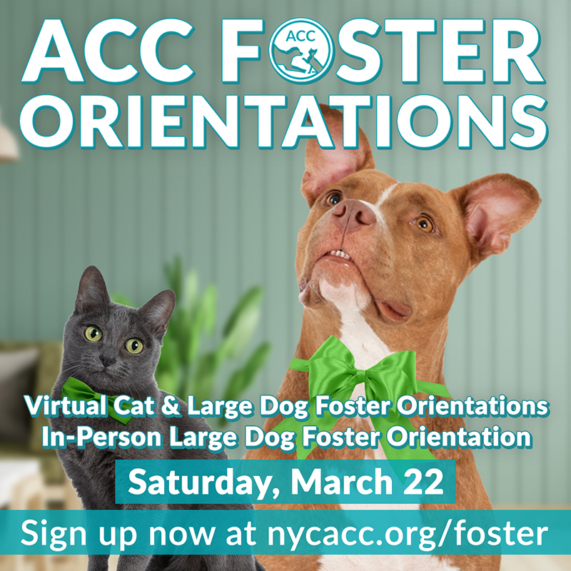 Image of a dog and cat with details about ACC's March 22 foster orientations