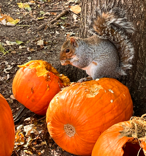 Photo of a squirrel eating pumpkin.