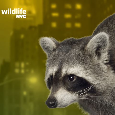 Image of raccoon set against background of skyscrapers