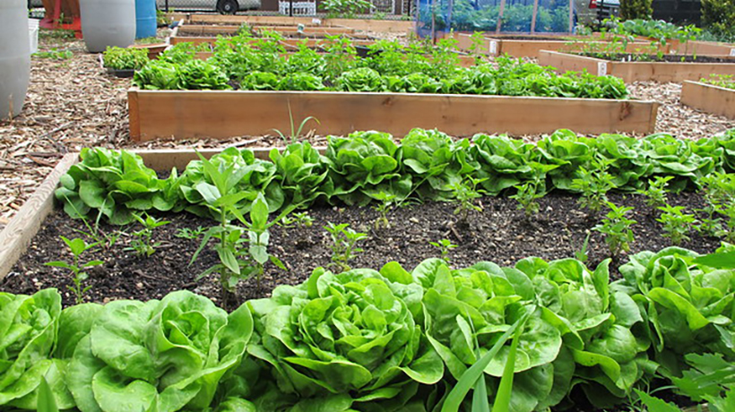 CB5 The Garden District - 400 Montauk Avenue Block Association Garden
                                           