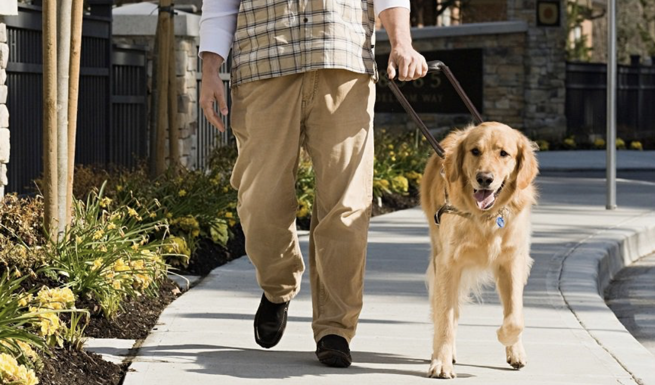 Person  walking with a service dog