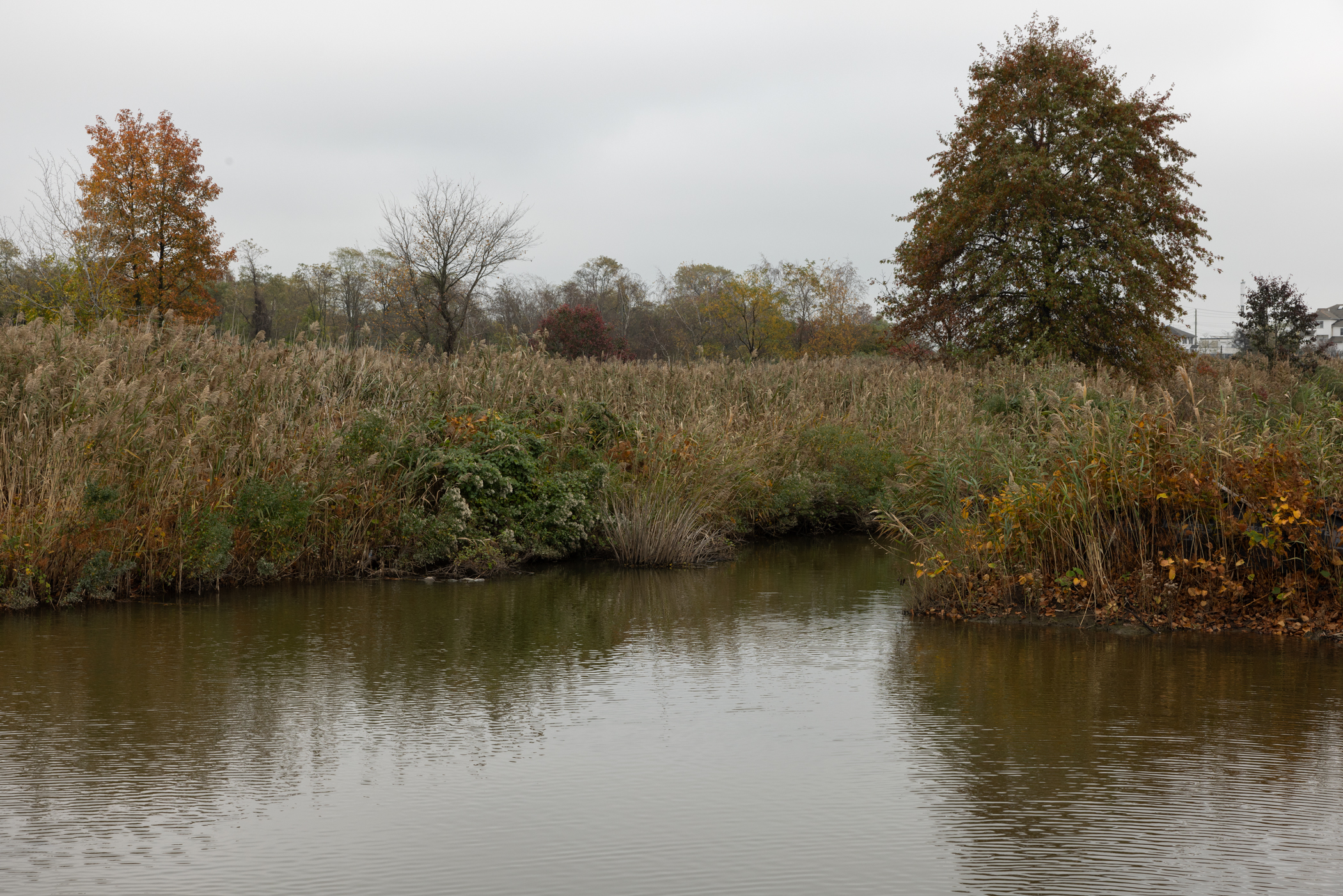 New Creek wetland