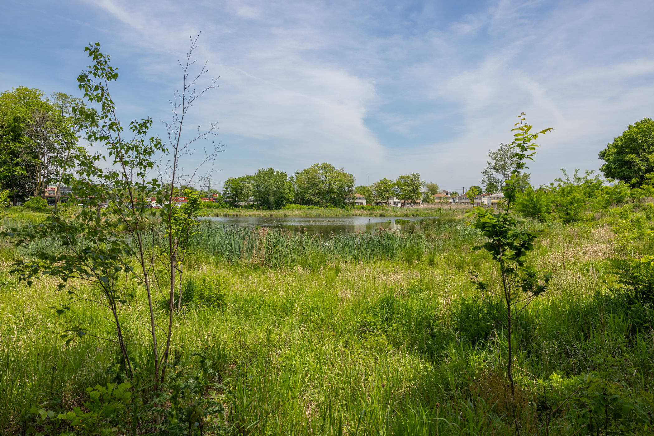 Wetlands