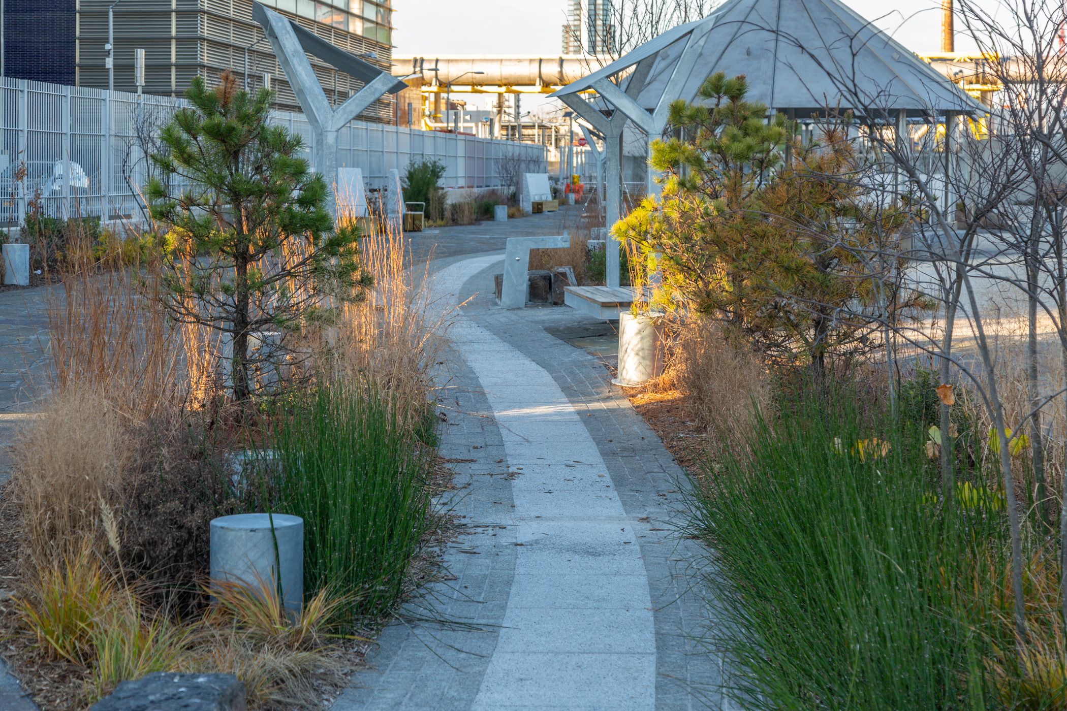 A pathway surrounded by plants