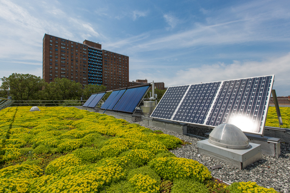 green-roof-zerega