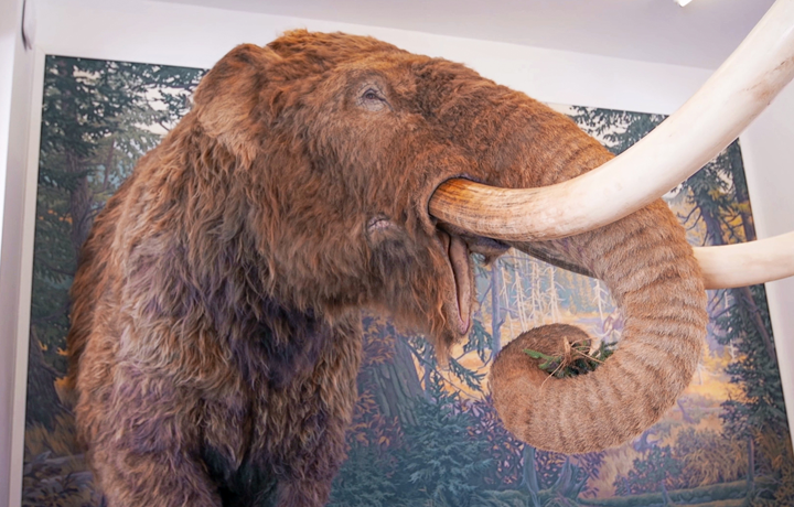 woolly mammoth at SI Museum