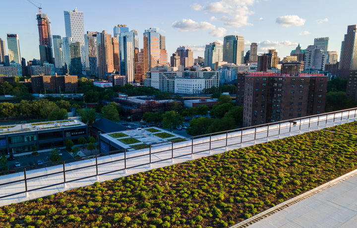 A green roof in Brooklyn 
                                           