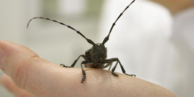 asian longhorned beetle