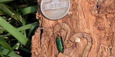 emerald ash borer